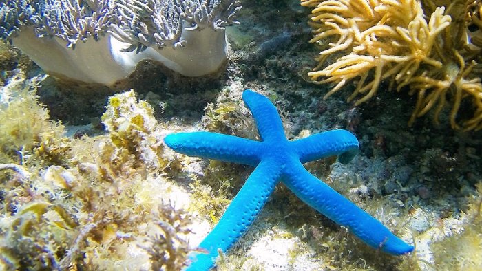 alberigo simioli nuovo direttore dell area marina protetta punta campanella