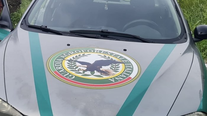 la guardia agroforestale italiana potra accudire animali oggetto di confisca