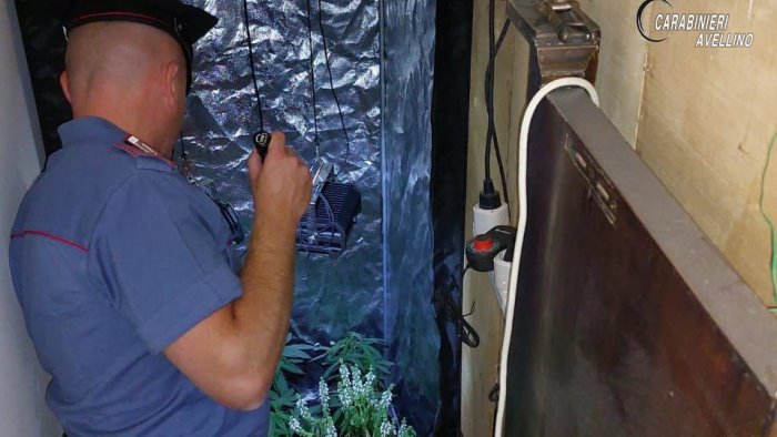 i carabinieri intervengono per un furto e trovano una serra in casa