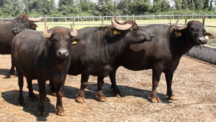 coldiretti tracciabilita filiera bufalina piu completa con la nuova piattaforma