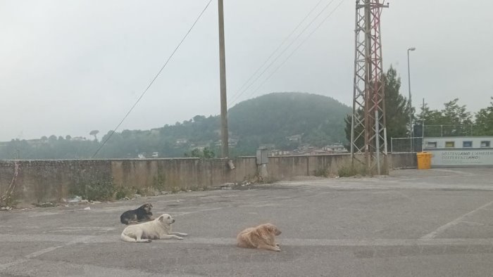 ariano cani davanti al cimitero ragazzina salvata dall ennesimo assalto