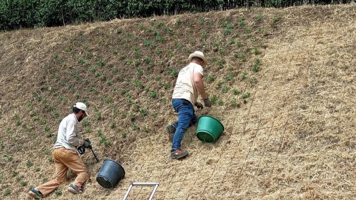 nuove piante e irrigazione lungo le scarpate cosi rinasce la villa di ariano