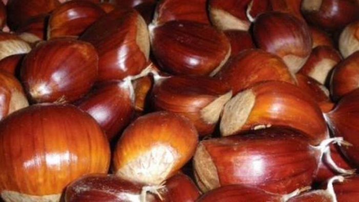 il futuro del castagneto in campania focus a montoro