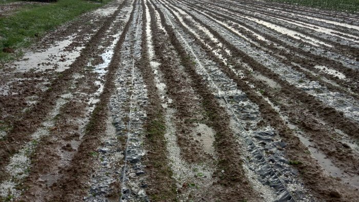 nubifragio nel vallo di diano coldiretti gravi danni all agricoltura