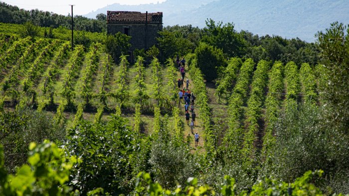 a guardia sanframondi torna radici in cammino trekking tra i vigneti