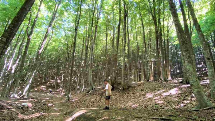 a pannarano terapia forestale nell oasi wwf un progetto tra natura e scienza