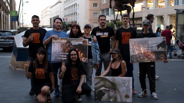 giornata internazionale del latte denuncia del movimento animal save