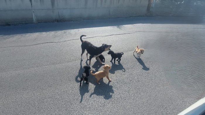 faranno una brutta fine intervenite urgentemente