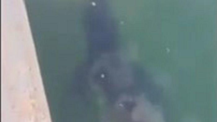 nel porto di policastro bussentino spunta uno squalo verdesca