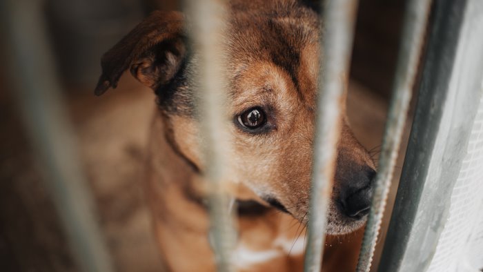 scafati dissequestro del canile municipale gli amici di snoopy