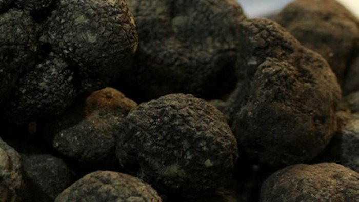 la tartuficoltura per lo sviluppo della campania
