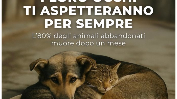 castel san giorgio dice no all abbandono di cani e gatti