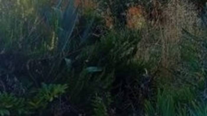 strada avvolta da erbacce ad ariano l intervento di tre angeli