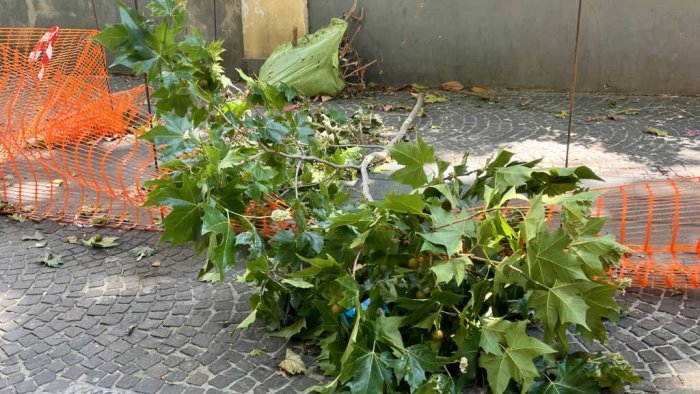 napoli vomero torna la paura per un ramo caduto