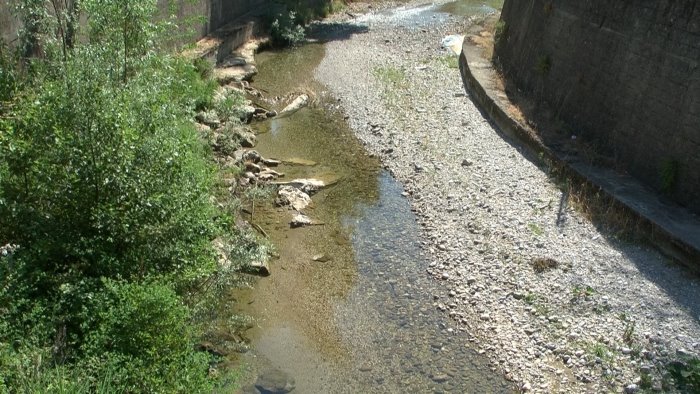 strage di pesci nel fiume tusciano morti migliaia di esemplari ittici
