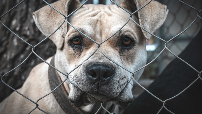 chiuso in gabbia con la bocca incastrata nella rete e senz acqua