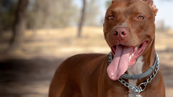 forino avvelenamento di un pitbull di quattro anni aperta un inchiesta