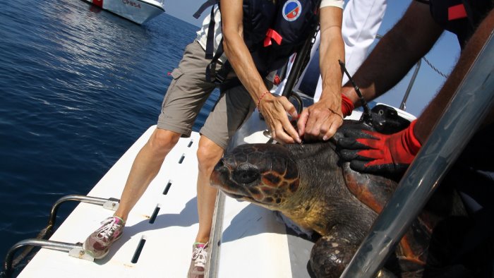 pontecagnano salvata e liberata in mare una tartaruga