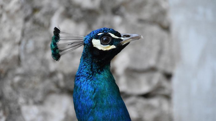 presentazione del libro cosa vuoi che sia un anno