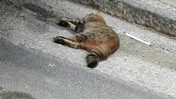 ravello gatti avvelenati in strada la denuncia