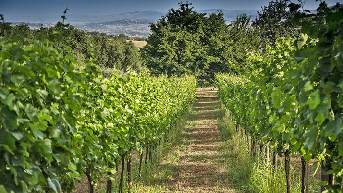 cravattino d oro il premio al mulino della signora