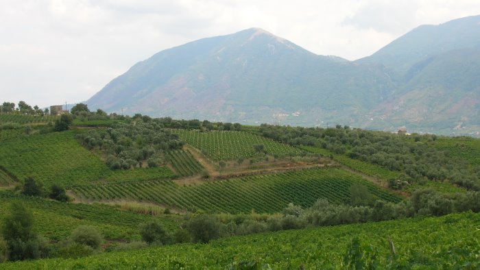 paesaggio della falanghina doc bene unesco si dalla regione