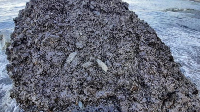 montecorice esposto in procura sulla posidonia dragata dal porto