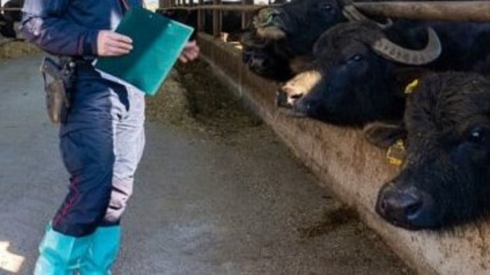 crisi filiera bufalina consiglio comunale aperto a casal di principe