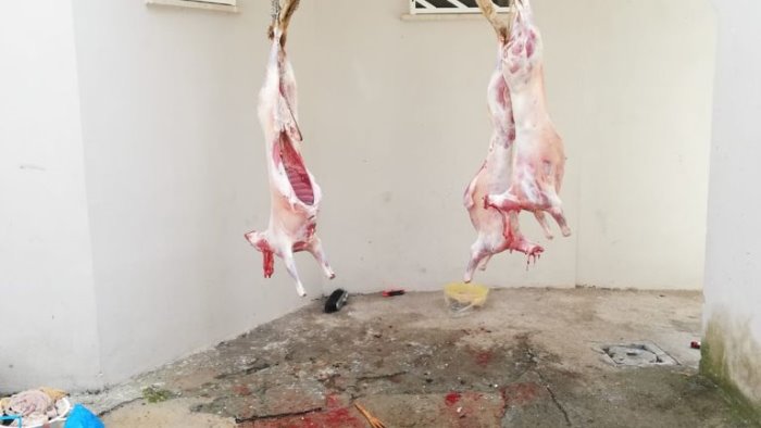 agnelli sgozzati per riti religiosi scattano denunce per macellazione abusiva