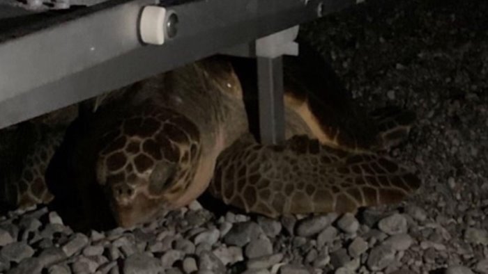 maiori divieto di stare in spiaggia dalle 19 per non spaventare la tartaruga