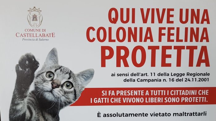 castellabate il comune protegge le colonie di gatti locali