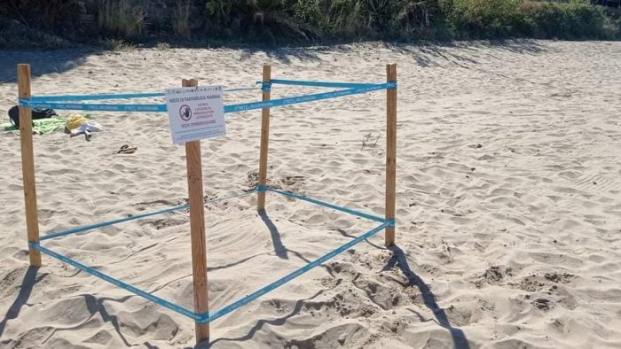 tartarughe marine nido anche lungo la spiaggia di acciaroli