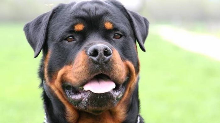 pontecagnano due fratellini aggrediti da un rottweiler