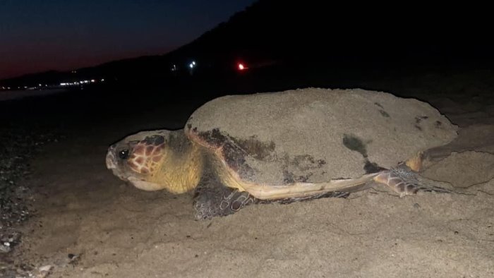 cilento sesto nido a camerota delle tartarughe marine