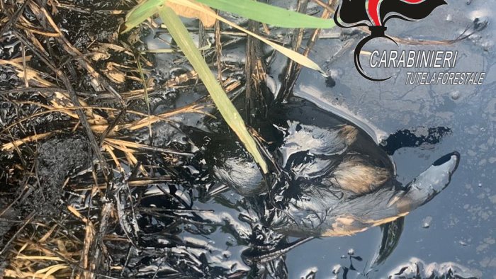 rifiuti pericolosi accanto alle coltivazioni nuovo grave disastro ambientale