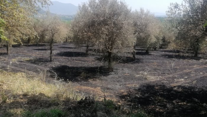 terreno con olivi e viti in fiamme denunciato un 70enne