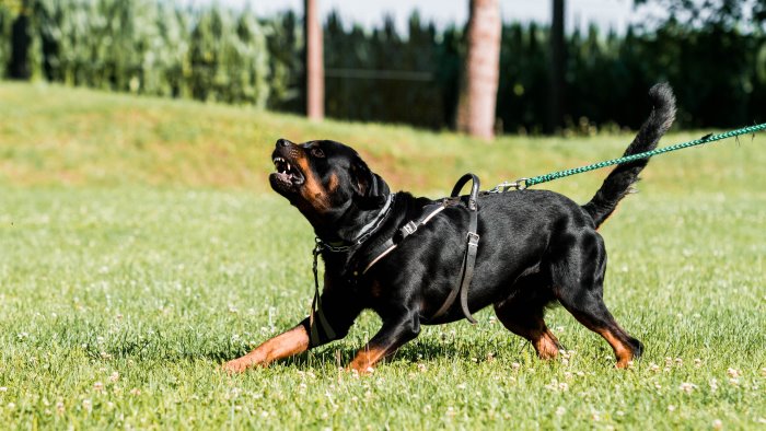 bimba aggredita dal rottweiler il cane e scappato scavando un cunicolo