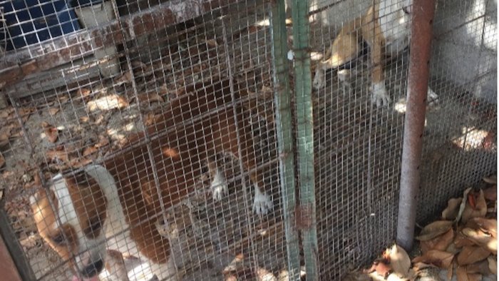 cani tra i rifiuti senza acqua e cibo denuncia per maltrattamento a bellizzi