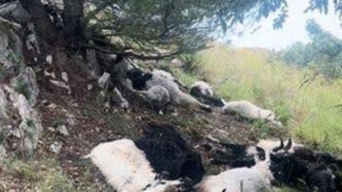 anacapri 22 caprette trovate morte sul monte solaro chiarezza su cause morte