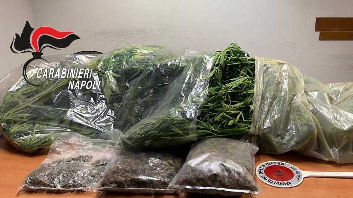 somma vesuviana piante e droga in casa carabinieri arrestano 51enne