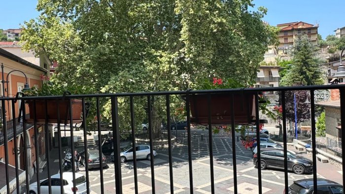 albero monumentale di pannarano al via piano di tutela