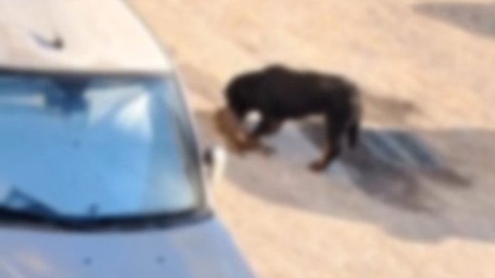 rottweiler sbranano gatti borrelli gravissimo