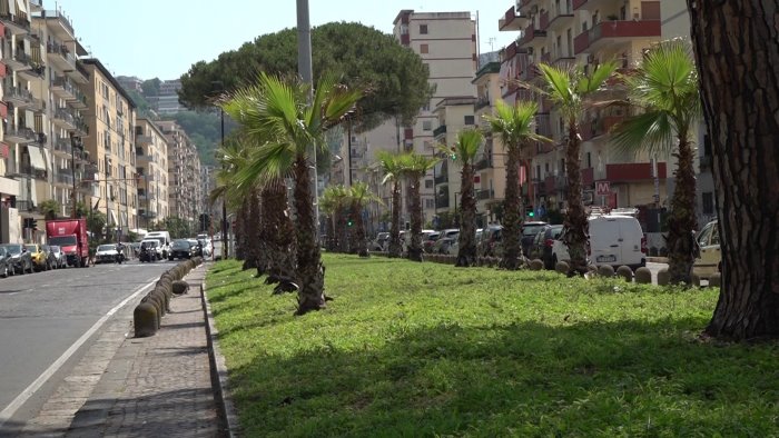 fuorigrotta piu verde 320 palme su viale augusto per una napoli sostenibile