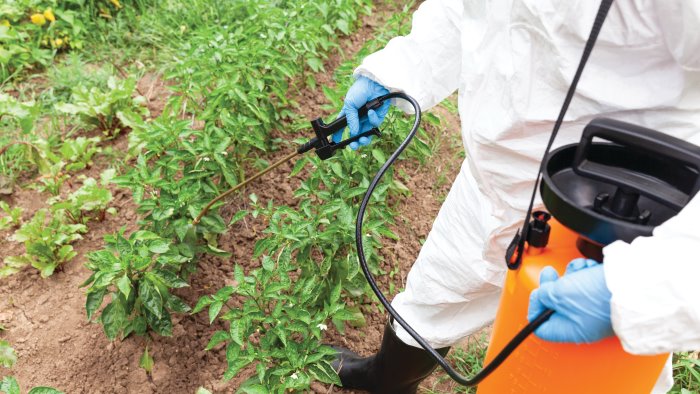 focus glifosato l erbicida piu diffuso provoca tumori e allarme