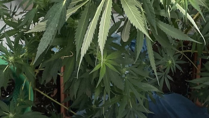 forio d ischia serra e droga in casa carabinieri arrestano coppia di pusher