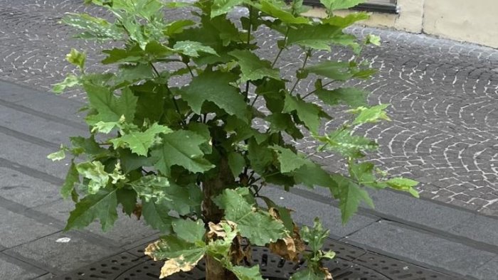 vomero a napoli troppi alberi morti o abbattuti senza essere sostituiti