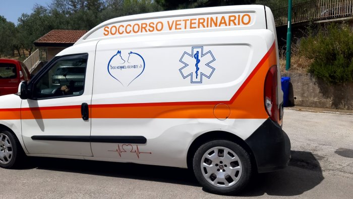 piccione ferito ad una zampa ad ariano interviene l ambulanza veterinaria