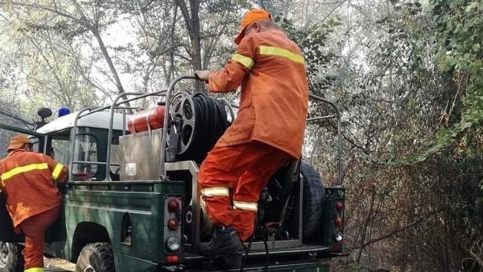 forestazione serve una svolta concreta per la rinascita del comparto
