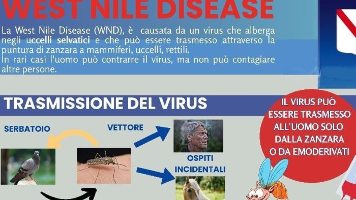 west nile ecco tutto cio che bisogna sapere