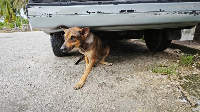 fisciano successo per l incontro sulla tutela e cura degli animali d affezione